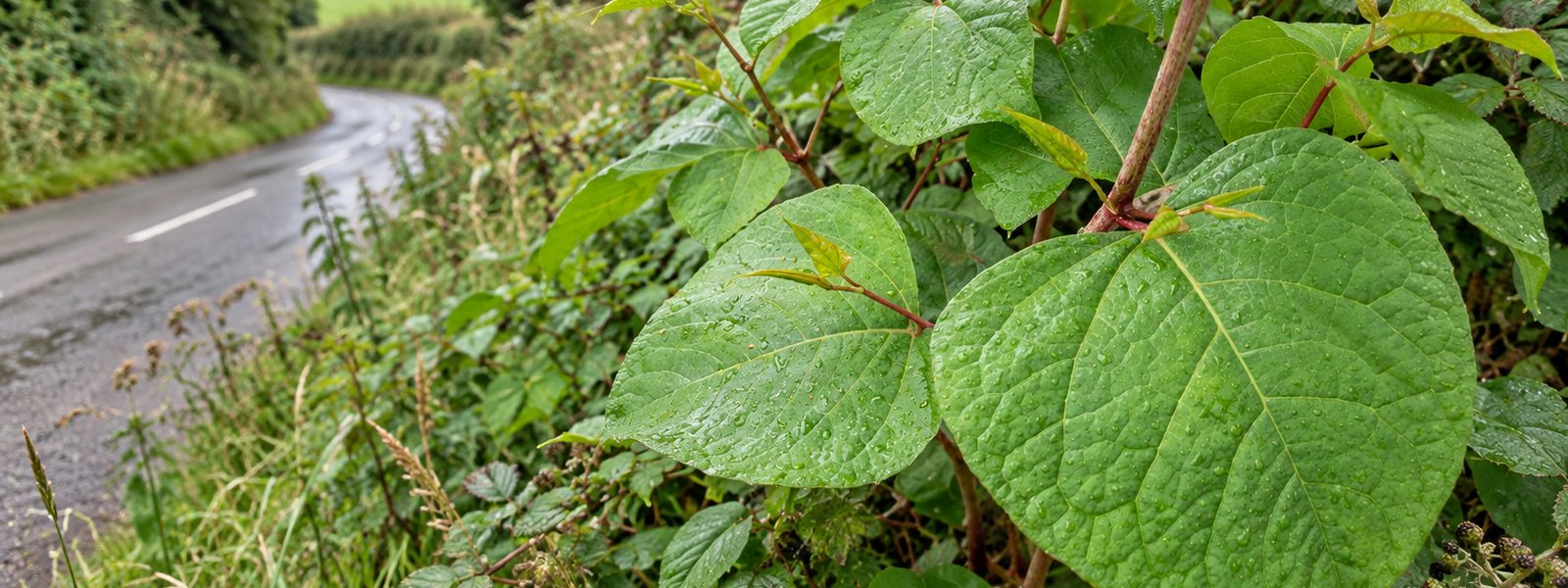 Commercial Knotweed Control in the South East