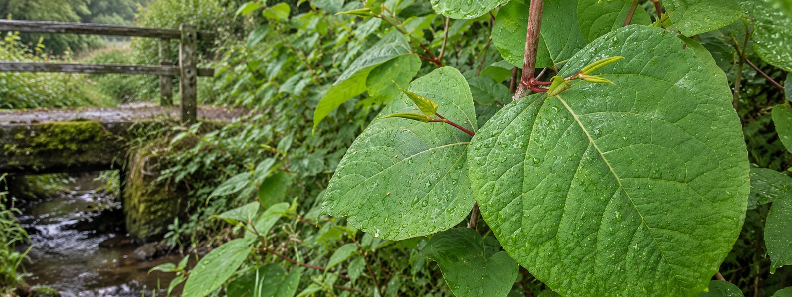 Commercial Knotweed Control in the South West
